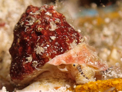 Lithopoma tectum thumbnail