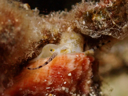 Lithopoma tectum thumbnail