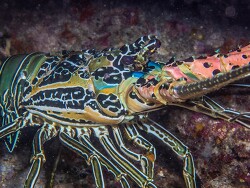 PN0A4163_Panulirus versicolor, Tanzania 2026