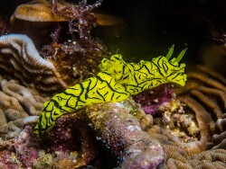 PN0A4211 (2)_Notodoris minor, Tanzania 2026