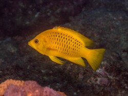 PN0A4156_Epibulus insidiator, Tanzania 2026