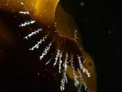 Obelia geniculata,Finistère, Bretagne, FR 2024