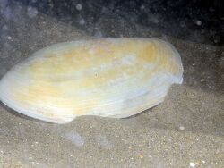 Lutraria lutraria thumbnail