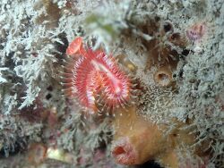 Serpula vermicularis thumbnail