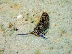 Cerberilla ambonensis