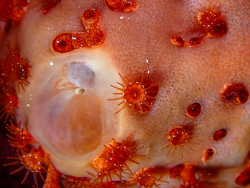 Bergia puertoricense,9HMM+576, Vixville Dr, West Bay, Cayman Islands 2026 (CC BY)