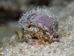 Phimochirus holthuisi thumbnail