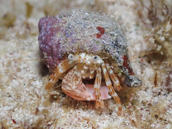 Phimochirus holthuisi thumbnail