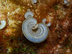 Padina sanctae-crucis thumbnail