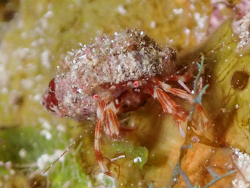 Pagurus brevidactylus thumbnail