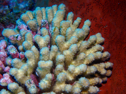 Madracis auretenra,857 N W Point Rd, West Bay, Cayman Islands 2026 (CC BY)