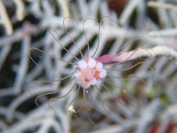 Ralpharia gorgoniae thumbnail