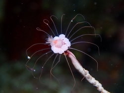 Ralpharia gorgoniae thumbnail