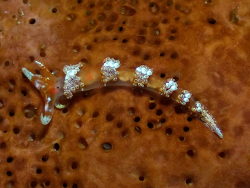 Austraeolis catina,857 N W Point Rd, West Bay, Cayman Islands 2025 (CC BY)