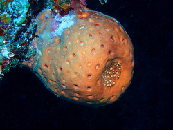 Geodia neptuni,West Bay, Cayman Islands 2026 (CC BY)