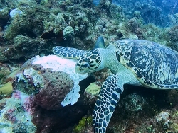 Geodia neptuni,West Bay, Cayman Islands 2025 (CC BY)