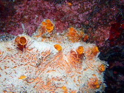 Myrmekioderma gyroderma thumbnail