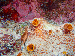 Myrmekioderma gyroderma thumbnail