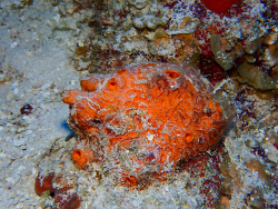 Myrmekioderma gyroderma thumbnail