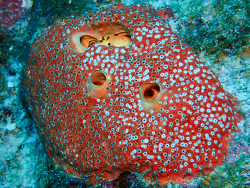 Cliothosa delitrix thumbnail