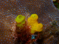 Siphonodictyon coralliphagum thumbnail