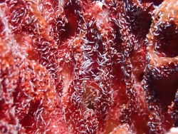 Haplosyllis gula thumbnail