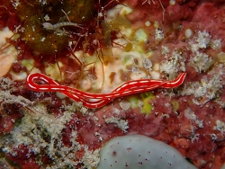 Micrurides sp.01 thumbnail