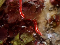 Micrurides sp.01 thumbnail
