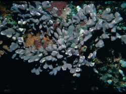 Foto: Riff westlich des Mutremdiu-Riffs, südöstlich von Turtle Island, Palau, Nordpazifik
