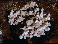 Foto: Große Sundainseln, Celebes-Insel, Patch Reef vor der Insel, Sulawesi, Indonesien