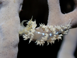 Pauleo jubatus thumbnail