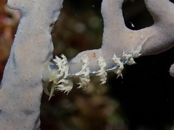 Pauleo jubatus thumbnail