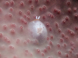 Pleurobranchus areolatus thumbnail