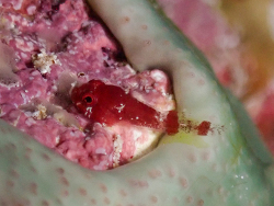 Acyrtus rubiginosus thumbnail