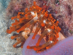 Telmatactis cricoides thumbnail