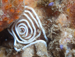 Fecampiida sp.01 thumbnail