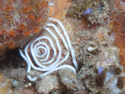 Fecampiida sp.01 thumbnail