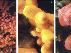 Foto: Nusa Lembongan, Bali, Indonesien