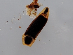 Runcina coronata thumbnail