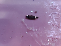 Runcina coronata,24QQ+MQ, Île-de-Sein, France 2025