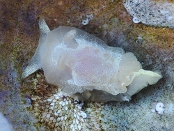 Okenia nodosa thumbnail