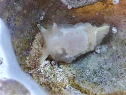 Okenia nodosa thumbnail
