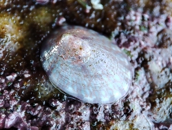 Tectura virginea thumbnail