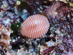 Trivia arctica thumbnail