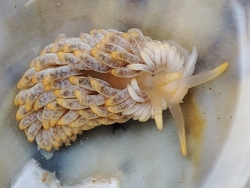 Aeolidiella alderi thumbnail