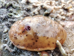 Archidoris pseudoargus thumbnail