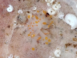 Limacia clavigera, France 2025