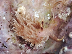 Facelina annulicornis thumbnail