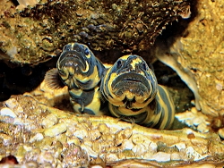 Pholidichthys leucotaenia thumbnail