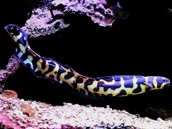 Pholidichthys leucotaenia thumbnail